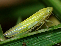 Leafhopper